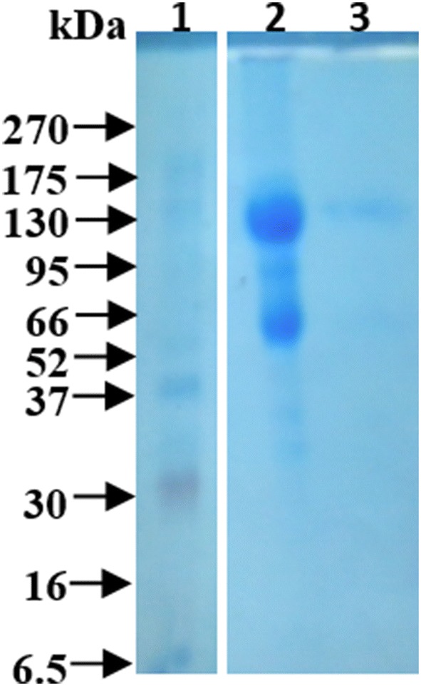 Fig. 5