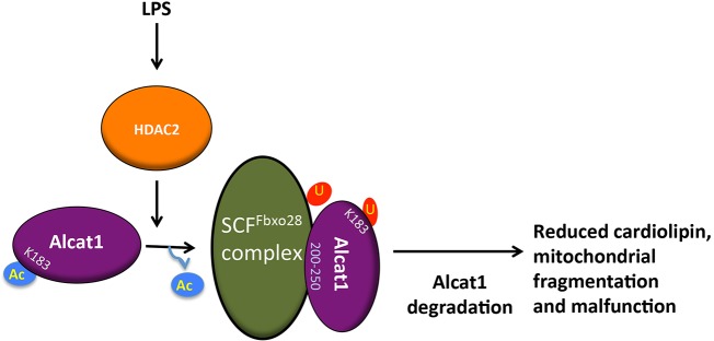 Fig. 8.