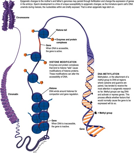 Illustration of various epigenetic mechanisms. Diagram showing processes involved in epigenetic changes to the mother’s and father’s genomes, which may persist through fertilization and change the expression of genes in the embryo. Illustration of a chromosome: Sperm development is a time of unique susceptibility to epigenetic changes; as the immature sperm cell’s DNA unwinds during meiosis, the nucleotides within are briefly exposed. That is when epigenetic tags latch on. Illustration continues with unwinding chromatin leading to genes wound around histones: When DNA is inaccessible, the gene is inactive; DNA winds around histones for compaction and gene regulation. Illustration shows histone modification: Enzymes and protein complexes that bind to histone “tails” cause modification of histone proteins. These modifications can alter the accessibility of DNA. Illustration shows unwound DNA exposing a gene: When DNA is accessible, the gene is active. Illustration shows histones with tails with enzymes and protein complexes at the end of the tails. Illustration ends with DNA unwinding to show major details of double-stranded DNA with methyl groups attached to a gene to show DNA methylation: Methylation, or the attachment of a methyl group to DNA at regions where cytosine and guanine are paired, has tended to receive the most attention in epigenetic research so far. Methyl groups can tag DNA and activate or repress genes. This process affects whether factors that would normally cause the gene to be expressed will do so.