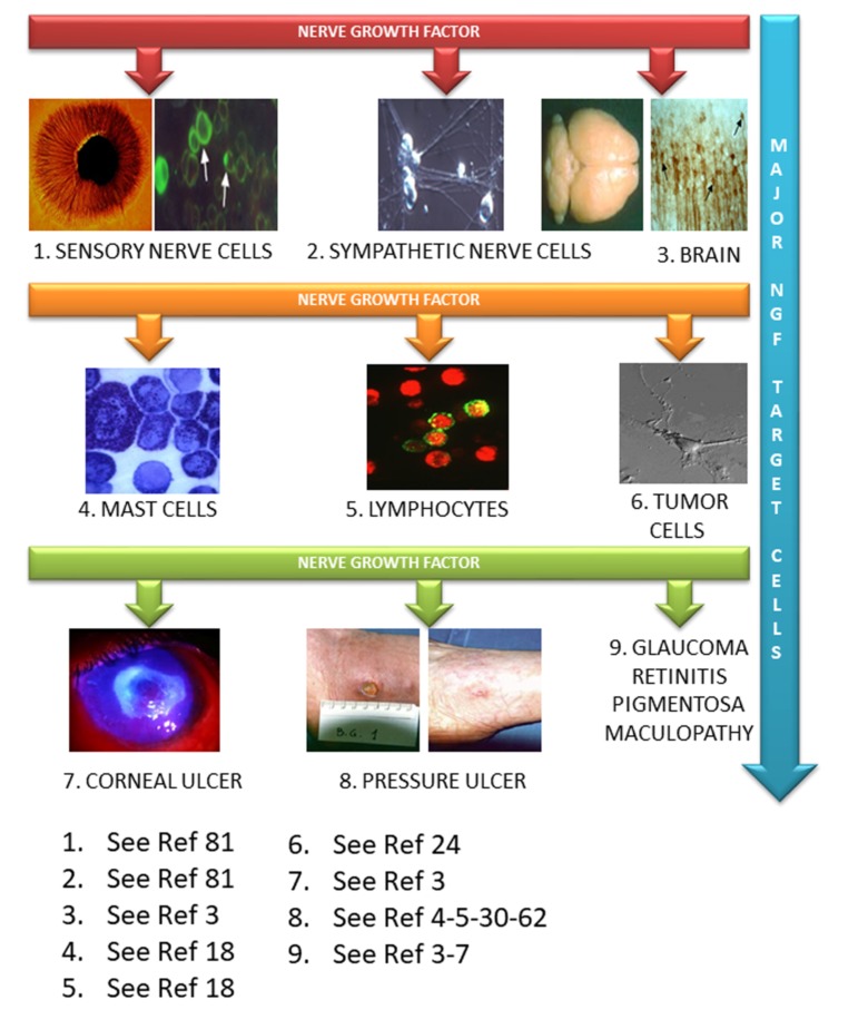 Fig. (1)