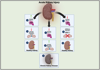 graphic file with name ACEL-22-e14019-g003.jpg