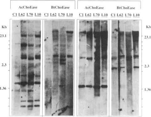 graphic file with name pnas00252-0391-a.jpg