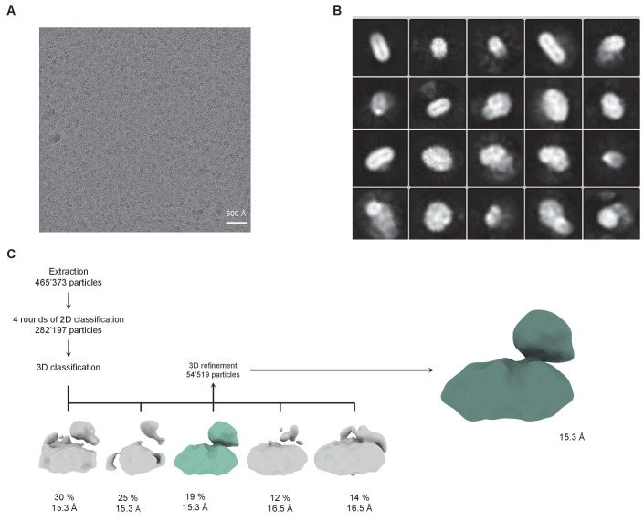 Figure 1—figure supplement 3.