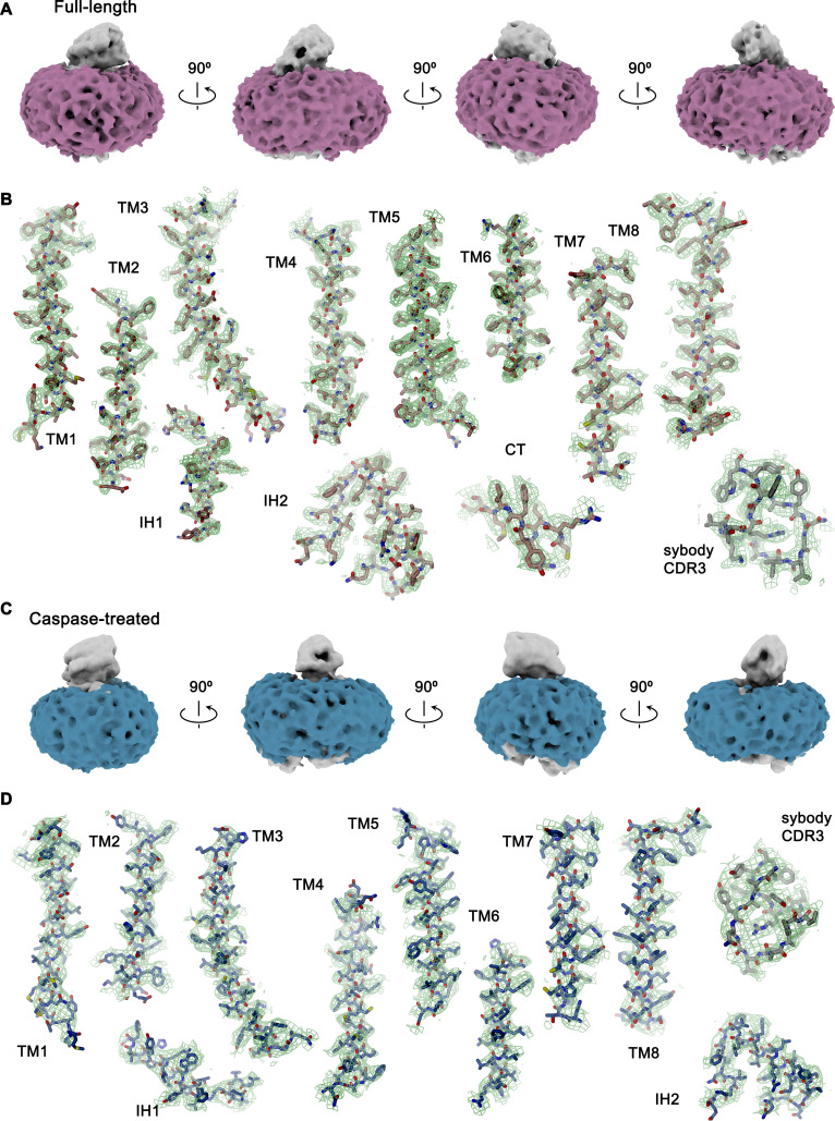 Figure 2—figure supplement 4.