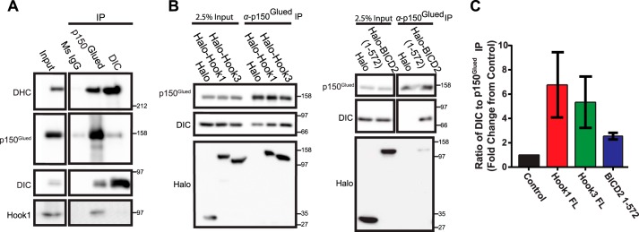 FIGURE 3.