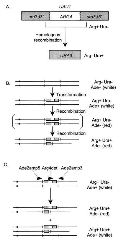 FIG. 1