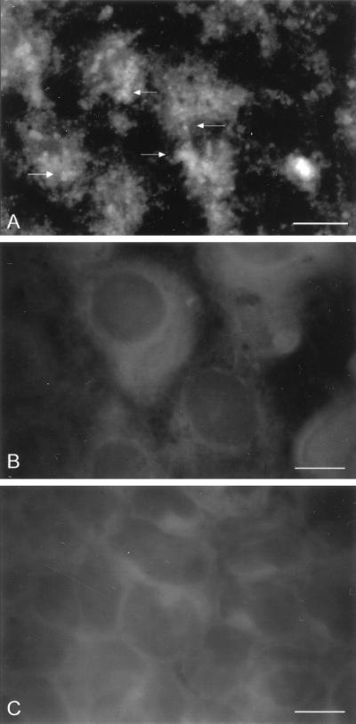 FIG. 6