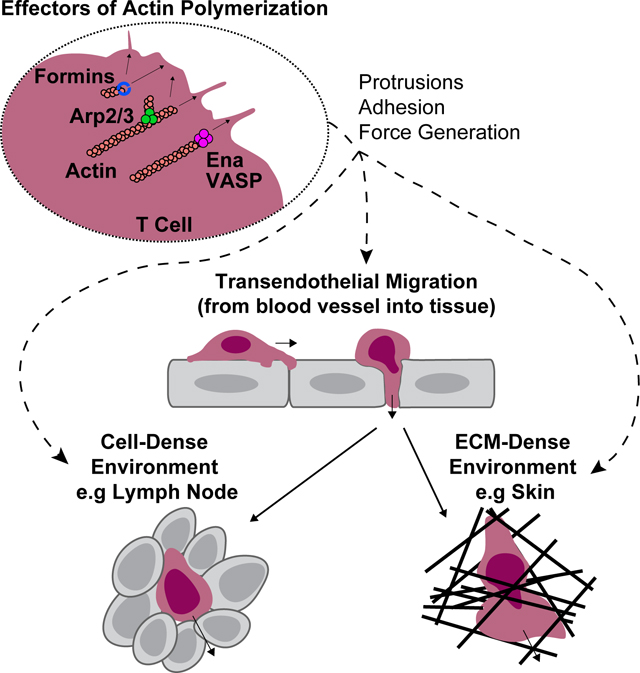 graphic file with name nihms-1725703-f0005.jpg