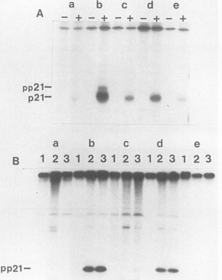 graphic file with name molcellb00081-0080-a.jpg