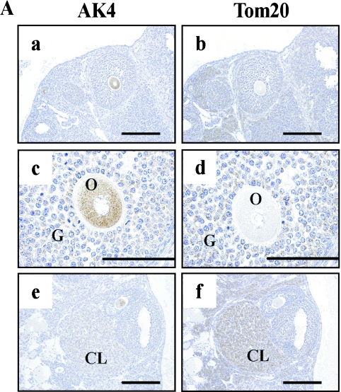 Fig. 8