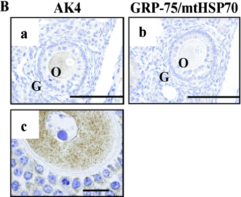 Fig. 8