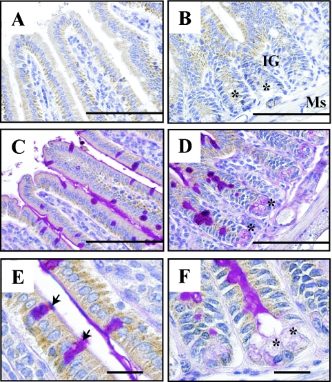 Fig. 6