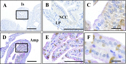 Fig. 9