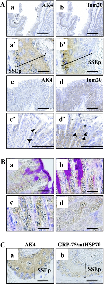 Fig. 5