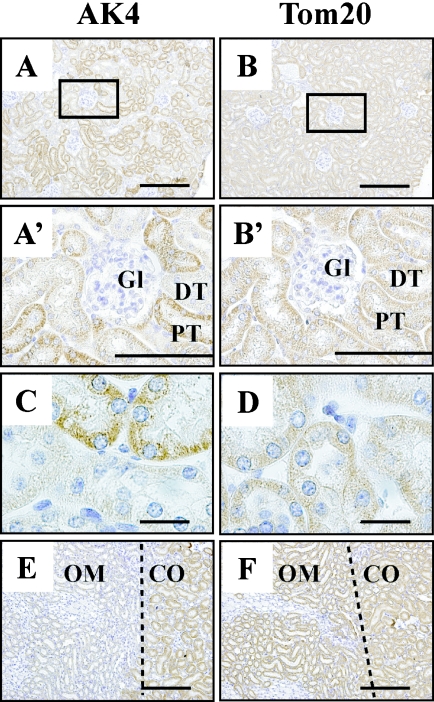 Fig. 4