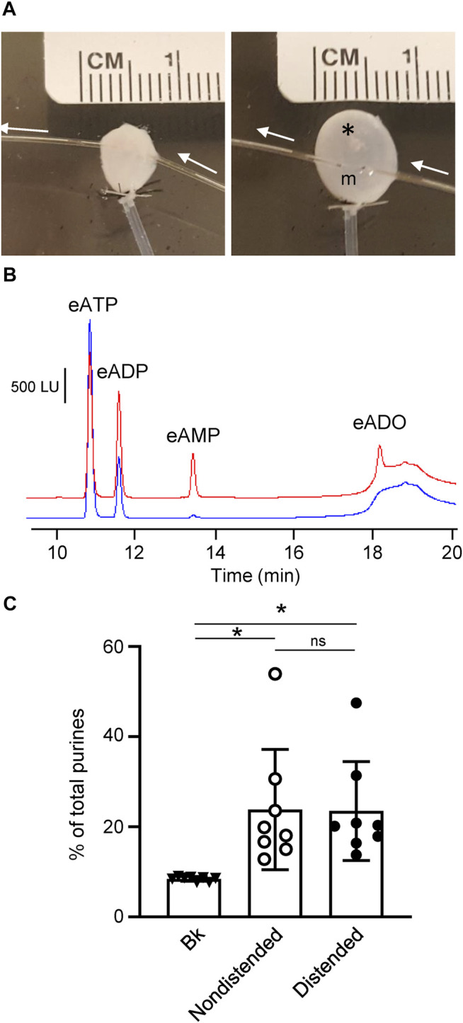 FIGURE 4