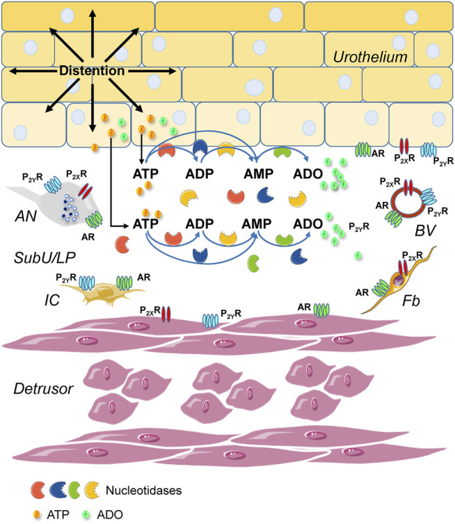 FIGURE 12