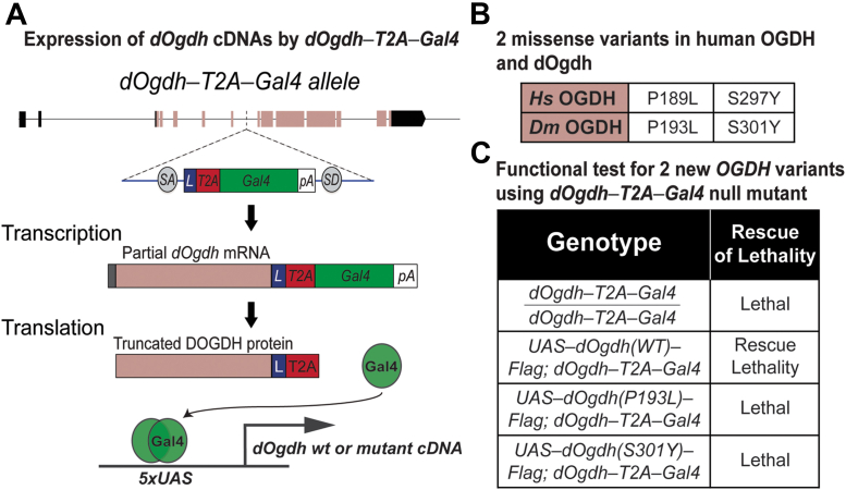 Figure 3