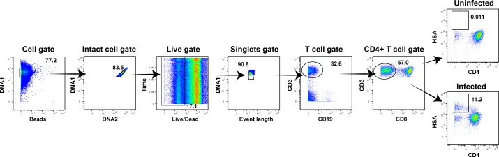 Figure 2—figure supplement 1.