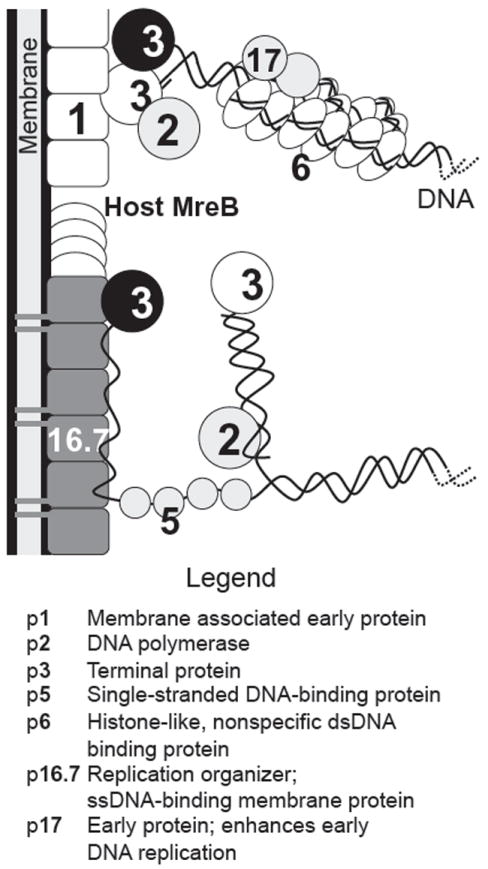 FIGURE 12