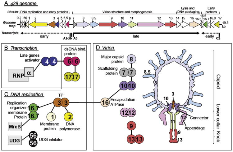 FIGURE 11