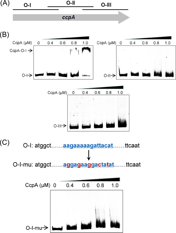 FIG 1