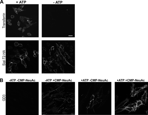 FIGURE 4.