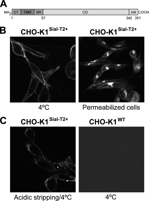 FIGURE 1.