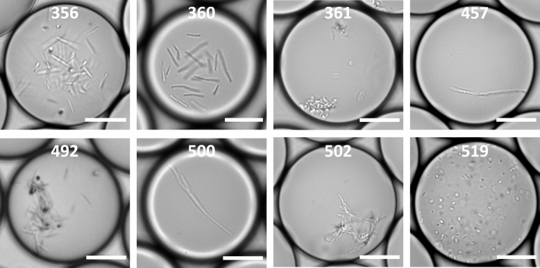 Figure 1—figure supplement 1.