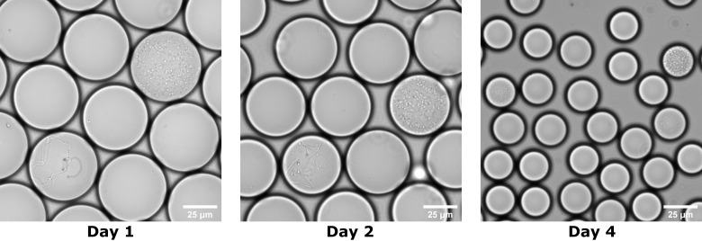 Figure 1—figure supplement 2.