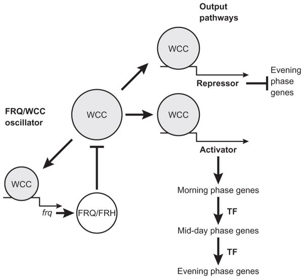 Figure 3.4