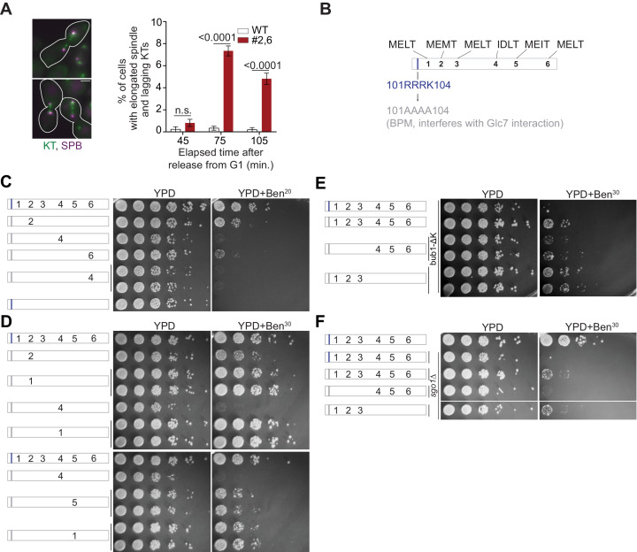 Figure 2—figure supplement 1.