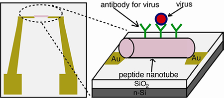 graphic file with name nihms-148768-f0001.jpg