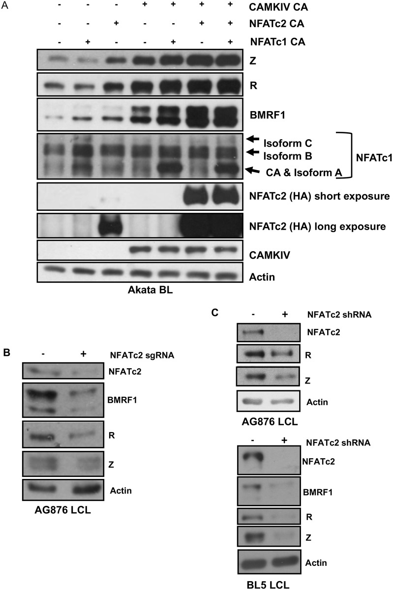 Fig 11