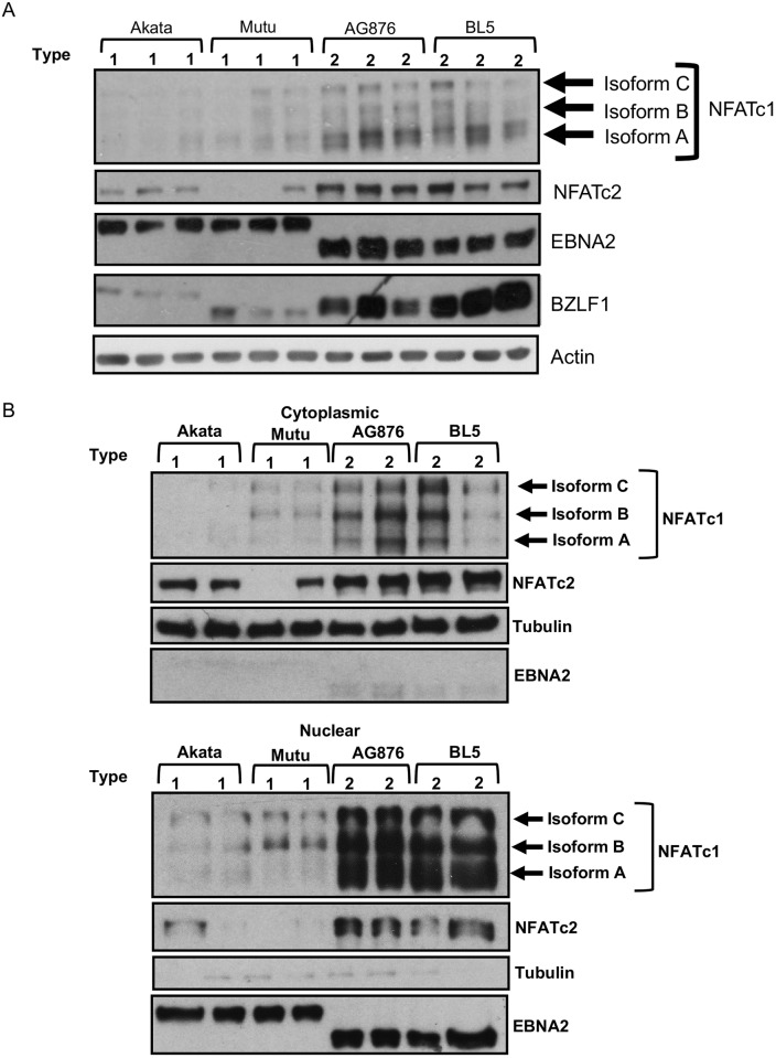 Fig 9