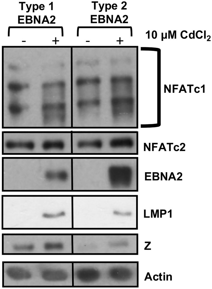 Fig 12