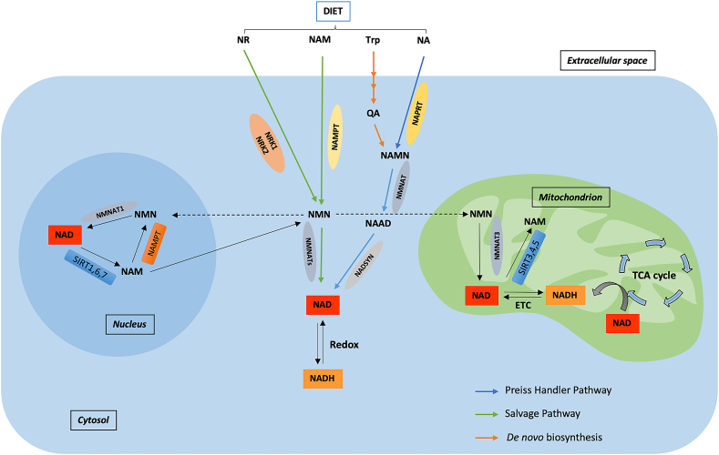 Figure 1