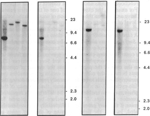 graphic file with name pnas00262-0267-b.jpg