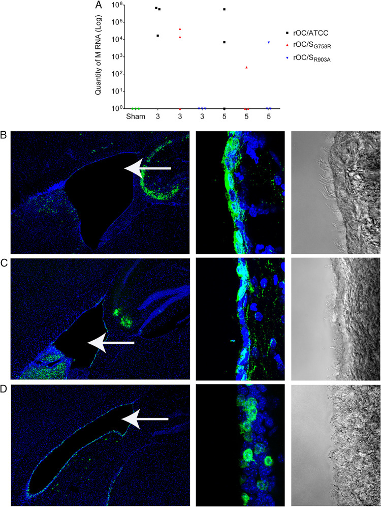 FIG 13