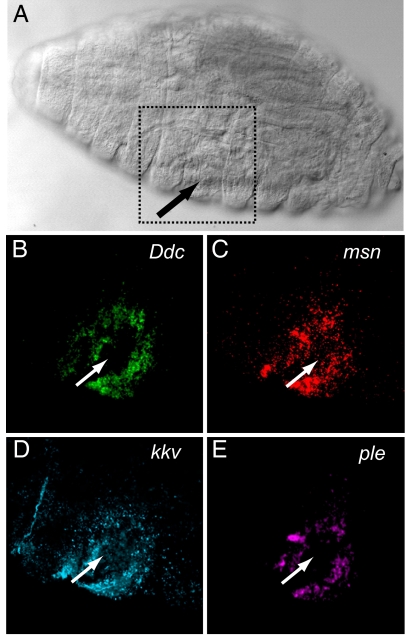 Fig. 4.