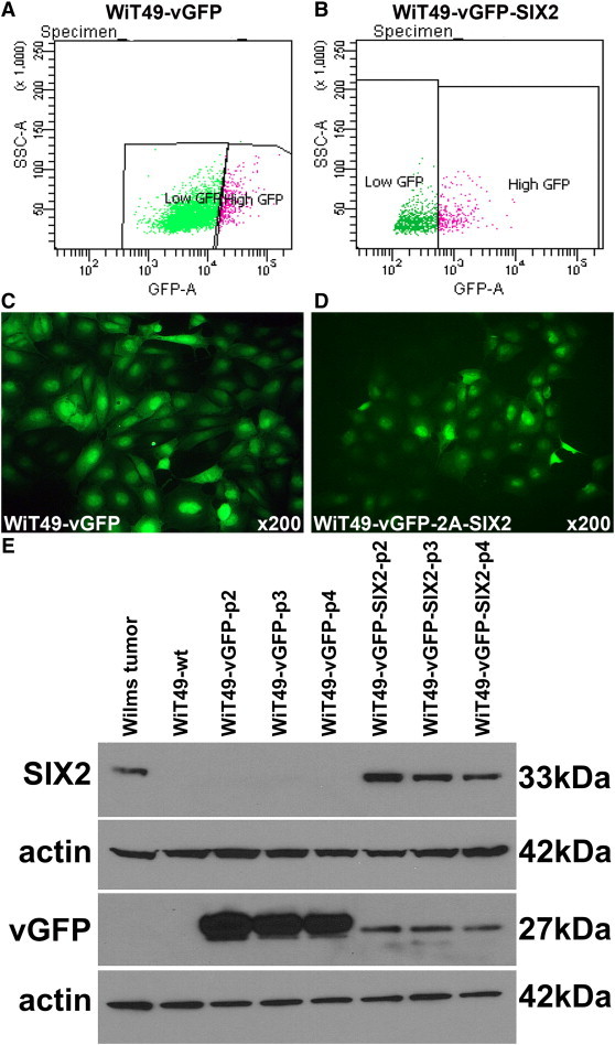 Figure 5