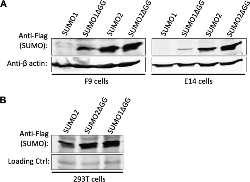 FIG 3