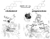 Figure 21