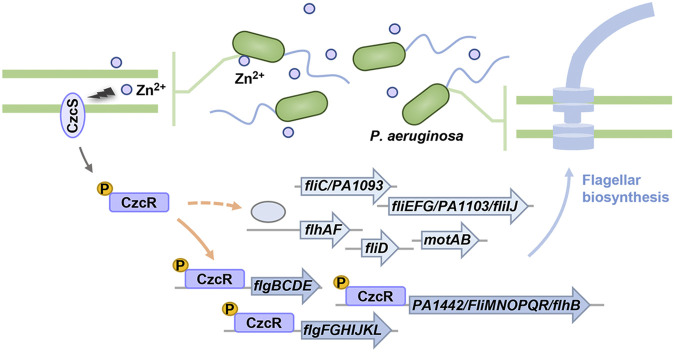 FIG 6