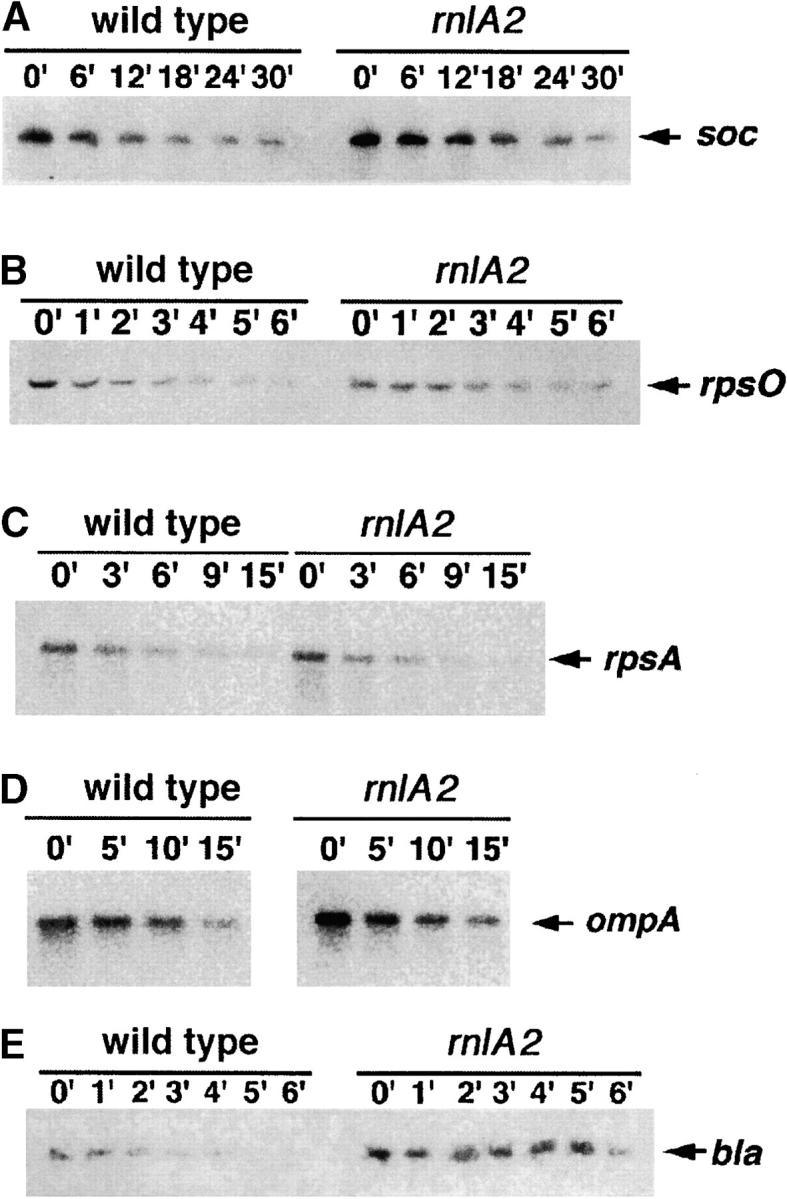 Figure 5.—