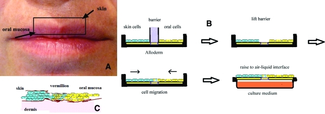 FIG. 1.