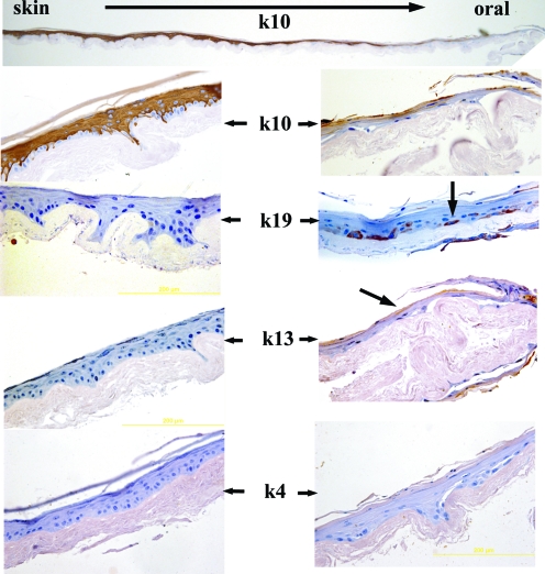 FIG. 6.