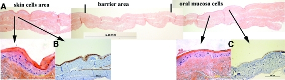 FIG. 7.