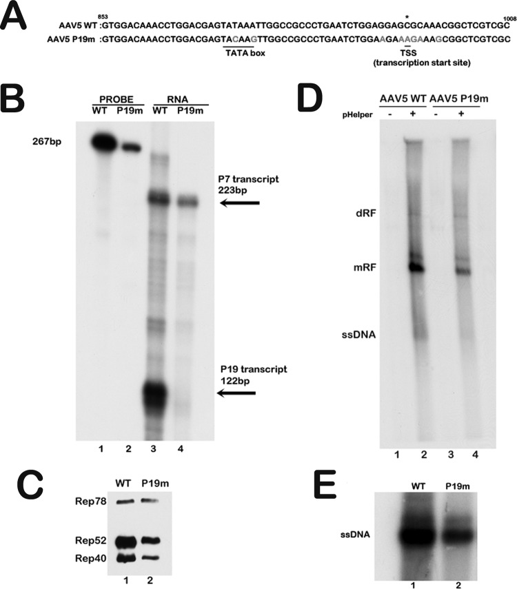 Fig 5