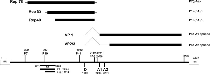 Fig 1